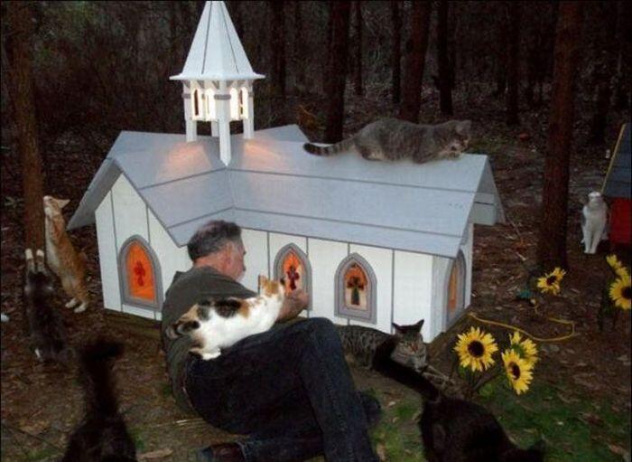 UNIK-perumahan kucing di florida