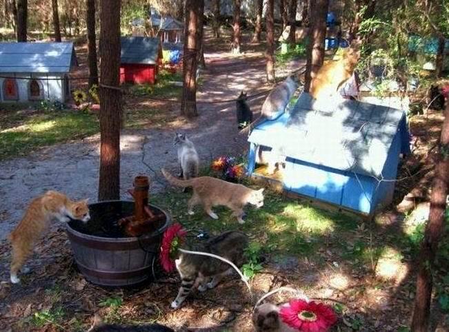 UNIK-perumahan kucing di florida