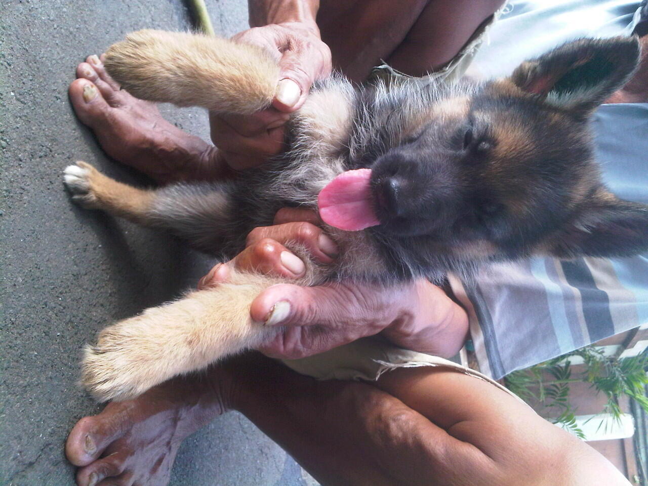 For Sale German Shepherd Puppies BOD : 15 sept 2012 TATTOO