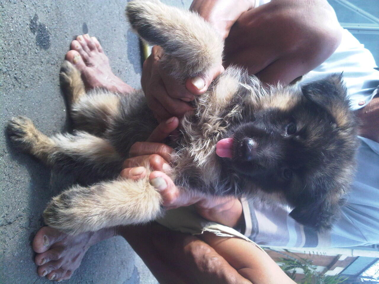 For Sale German Shepherd Puppies BOD : 15 sept 2012 TATTOO