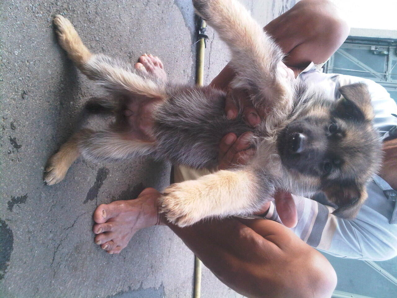For Sale German Shepherd Puppies BOD : 15 sept 2012 TATTOO