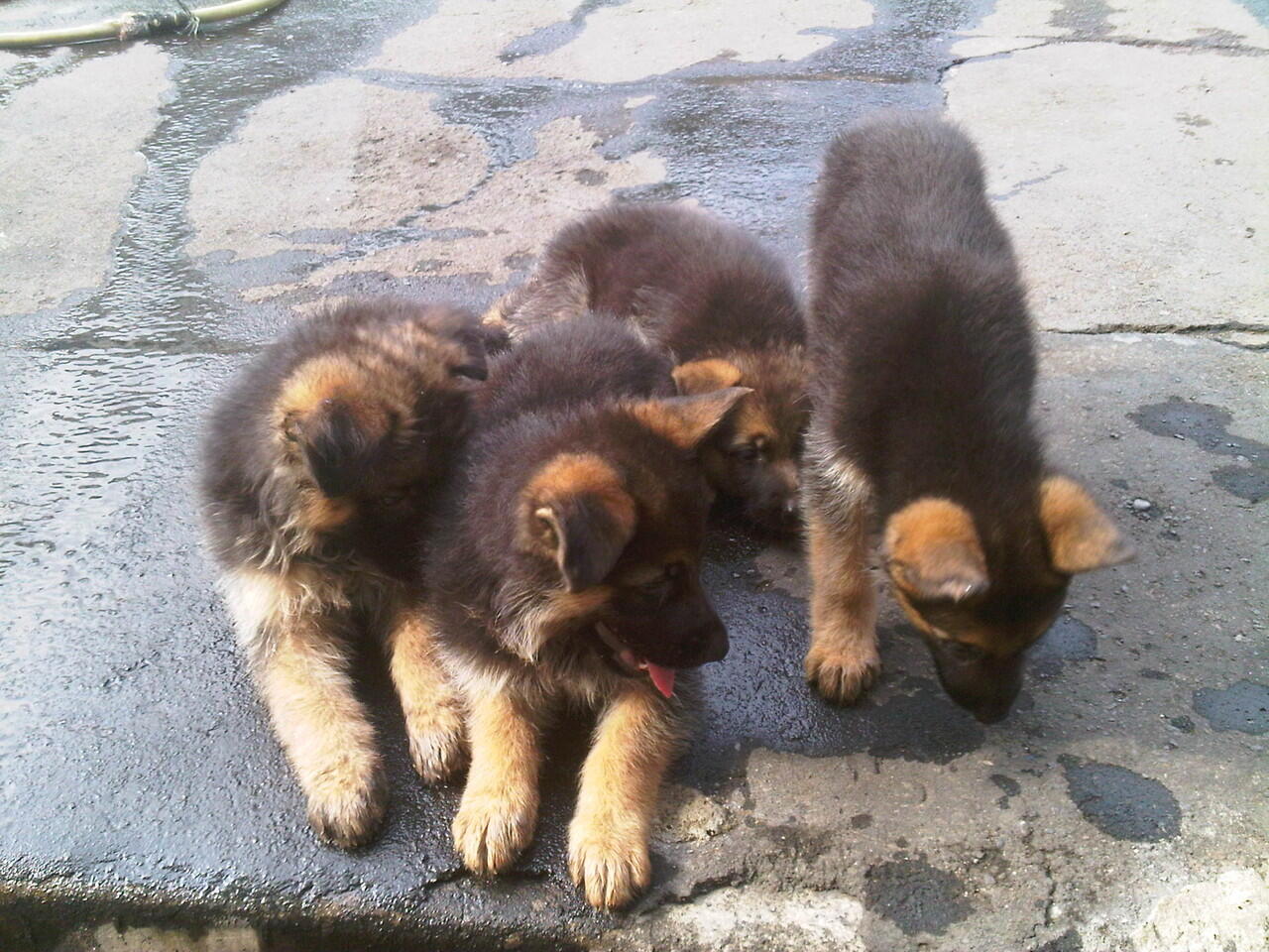 For Sale German Shepherd Puppies BOD : 15 sept 2012 TATTOO