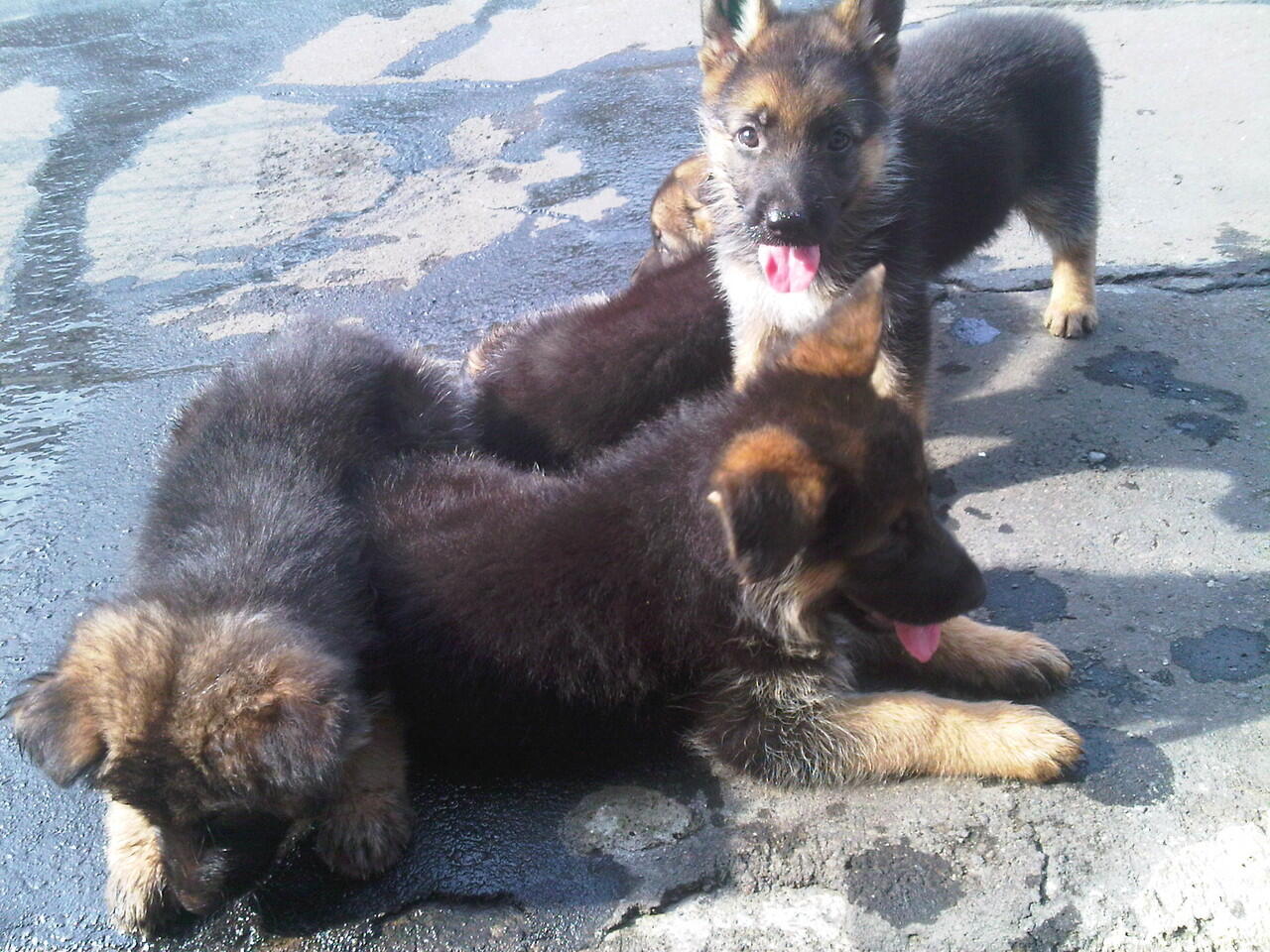 For Sale German Shepherd Puppies BOD : 15 sept 2012 TATTOO