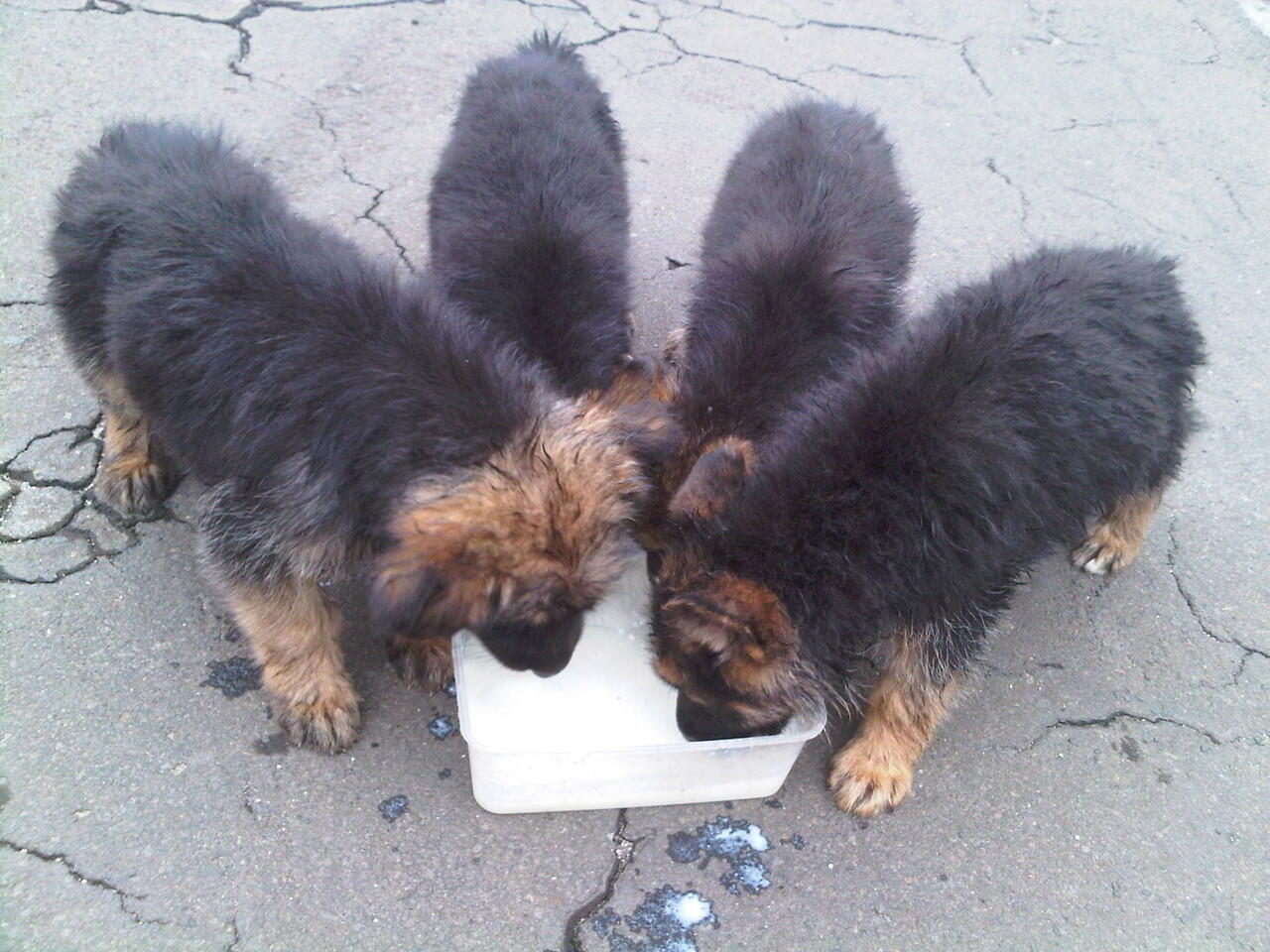 For Sale German Shepherd Puppies BOD : 15 sept 2012 TATTOO