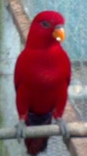 Scarlet Nuri