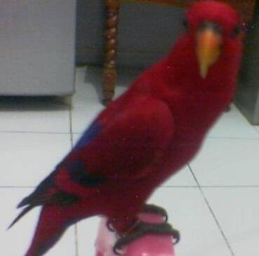 Scarlet Nuri