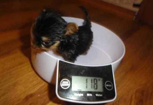 Suni, (Calon) Anjing Terkecil di Dunia, Badannya Setinggi Botol Cat Kuku!