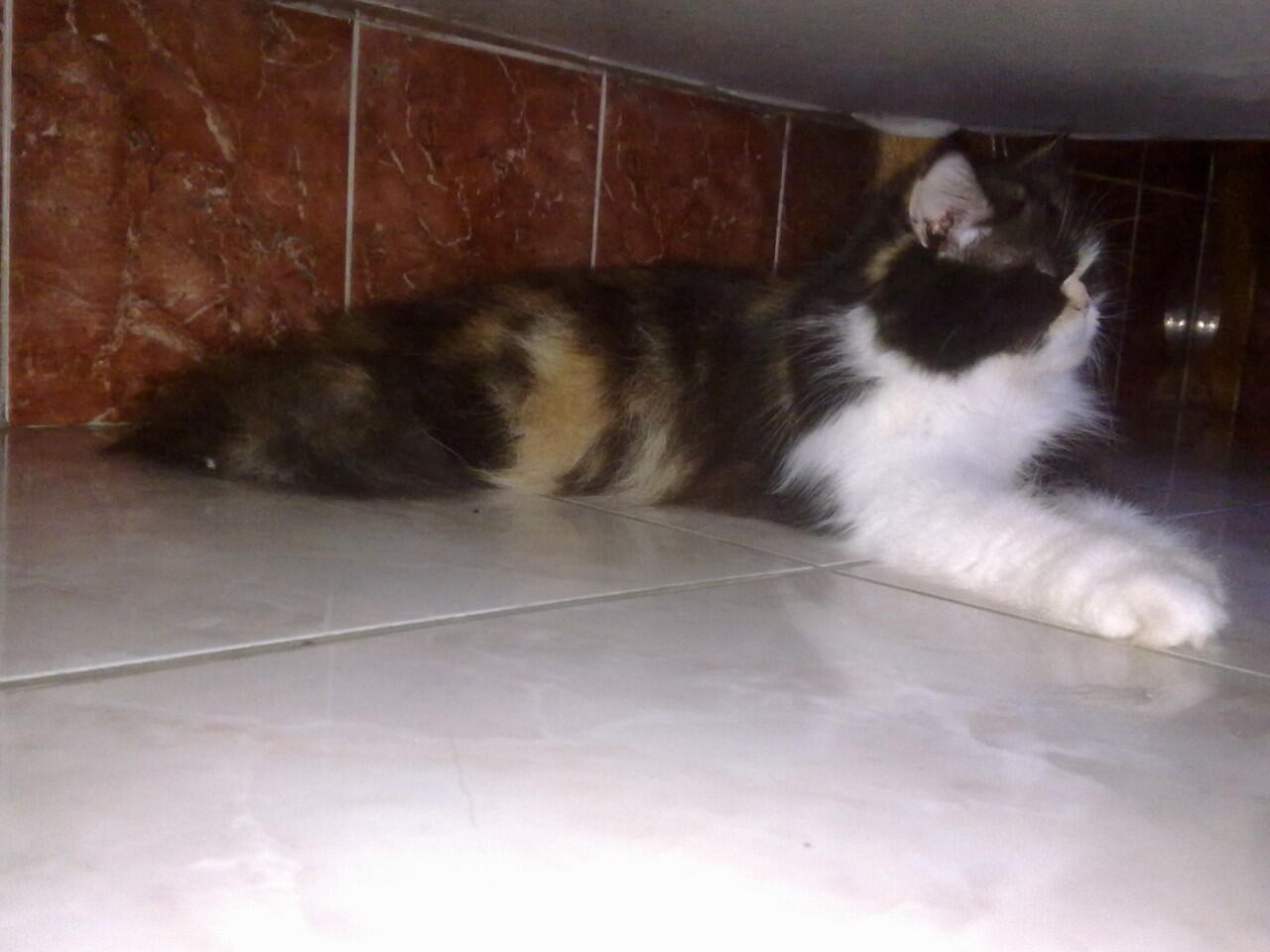 kucing persia