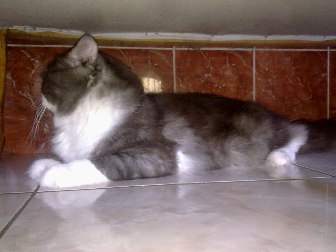 kucing persia