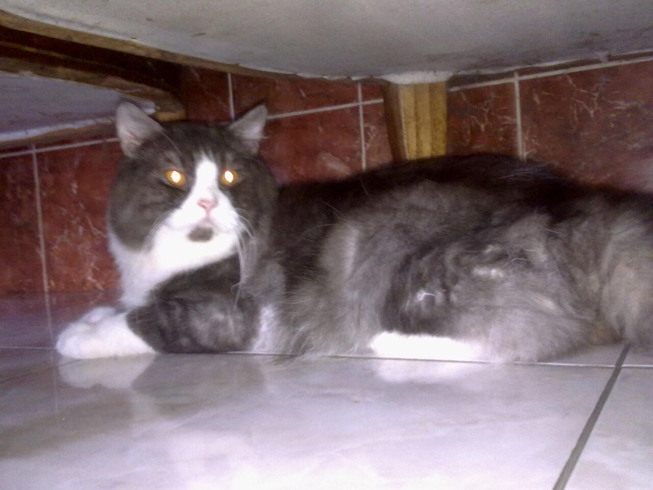 kucing persia