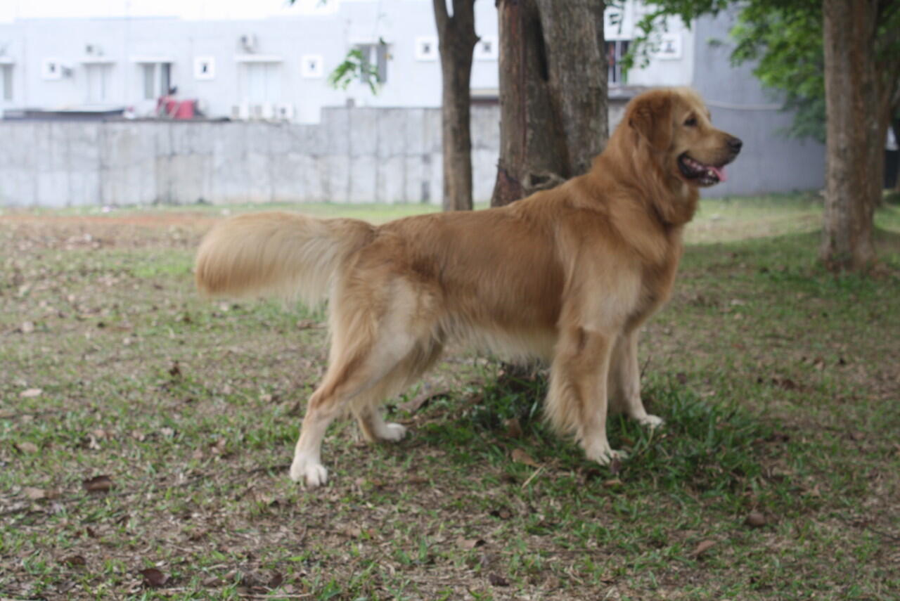 ANJING GOLDEN SIAP Kimpoi JANTAN KASKUS