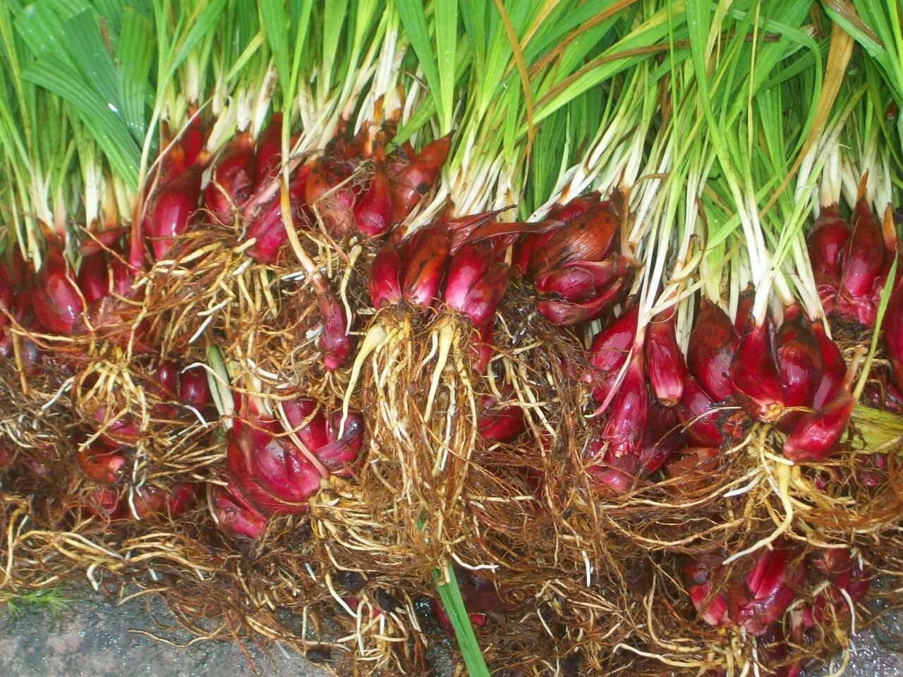Jual Bawang Tiwai (Bawang Hutan)