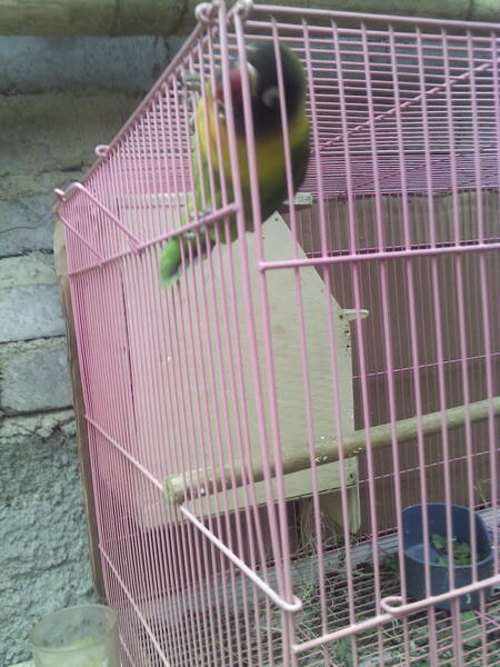 lovebird kacamata