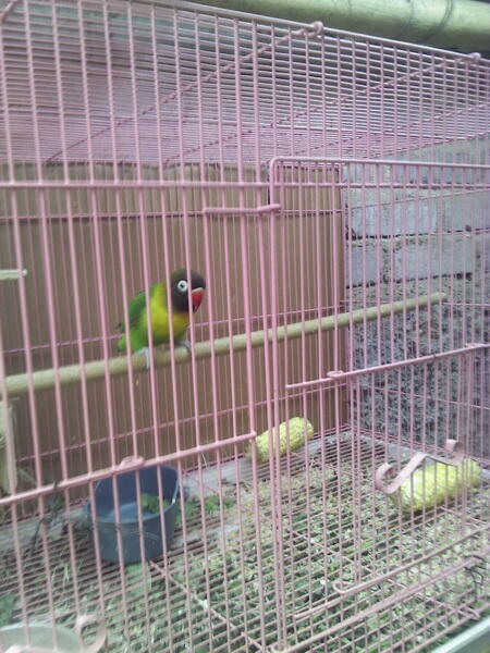 lovebird kacamata
