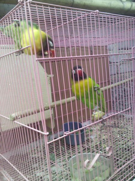 lovebird kacamata