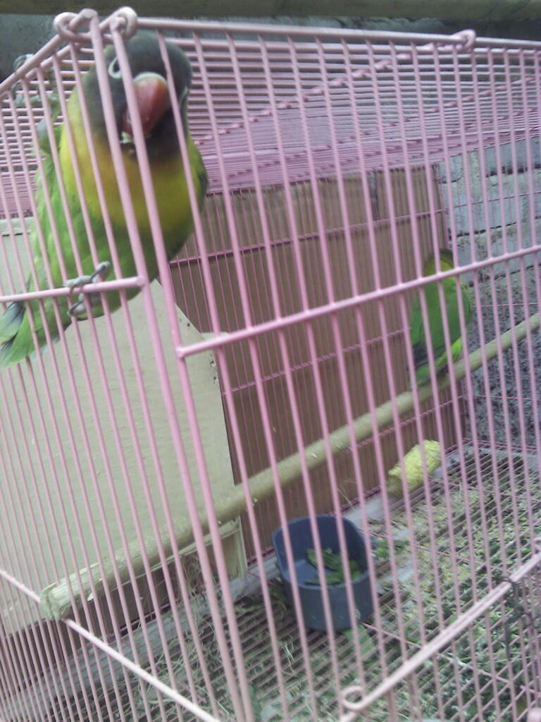 lovebird kacamata