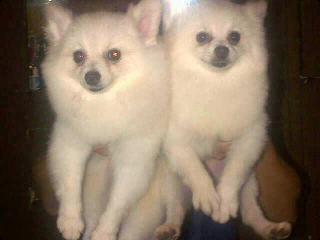 Terjual Jual Anjing Mini Pom Putih Jantan 5 Bulan Kaskus