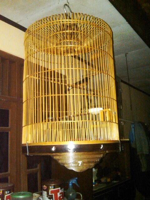 JUAL BURUNG MURAY BORNEO BAHAN DAN PENTET
