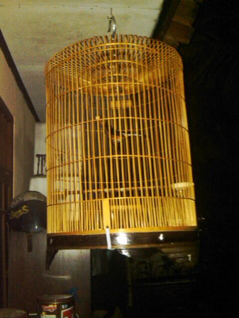 JUAL BURUNG MURAY BORNEO BAHAN DAN PENTET