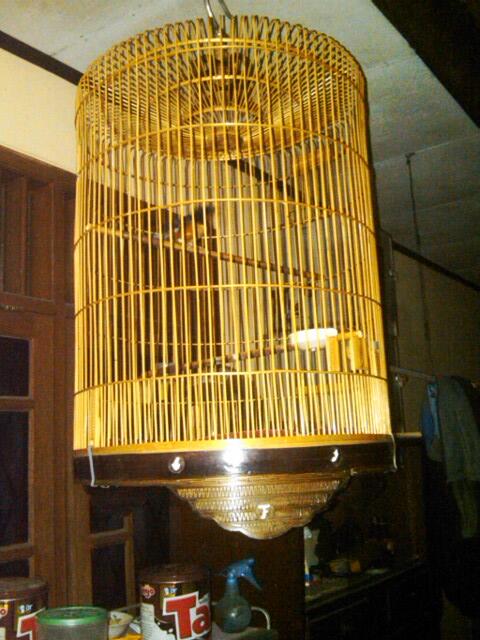 JUAL BURUNG MURAY BORNEO BAHAN DAN PENTET