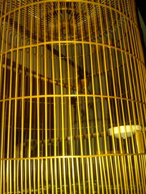 JUAL BURUNG MURAY BORNEO BAHAN DAN PENTET