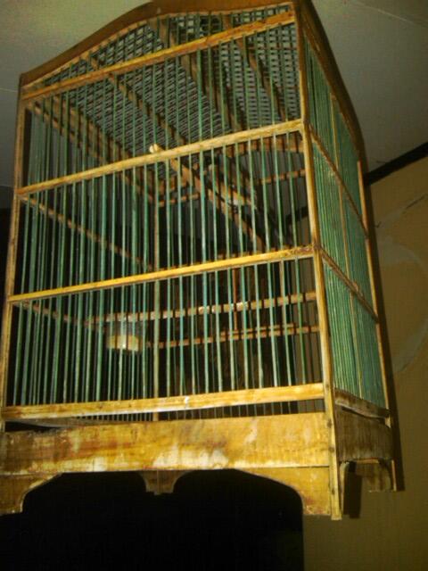 JUAL BURUNG MURAY BORNEO BAHAN DAN PENTET
