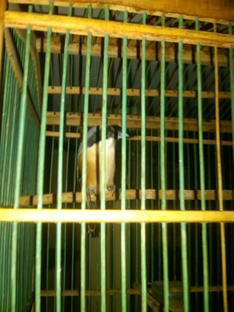JUAL BURUNG MURAY BORNEO BAHAN DAN PENTET