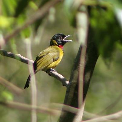 Terjual Dicari Burung Samyong Jantan Kaskus