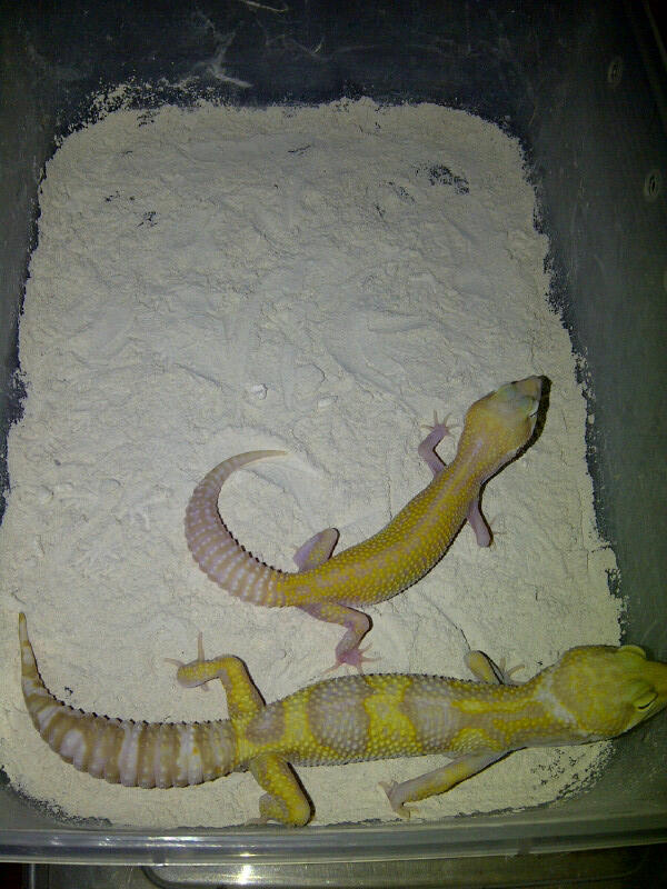 gecko snow raptor