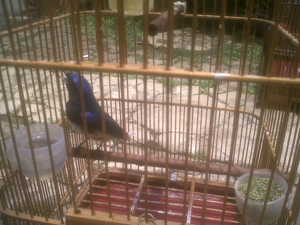 Terjual Burung Tledekan Laut Kaskus