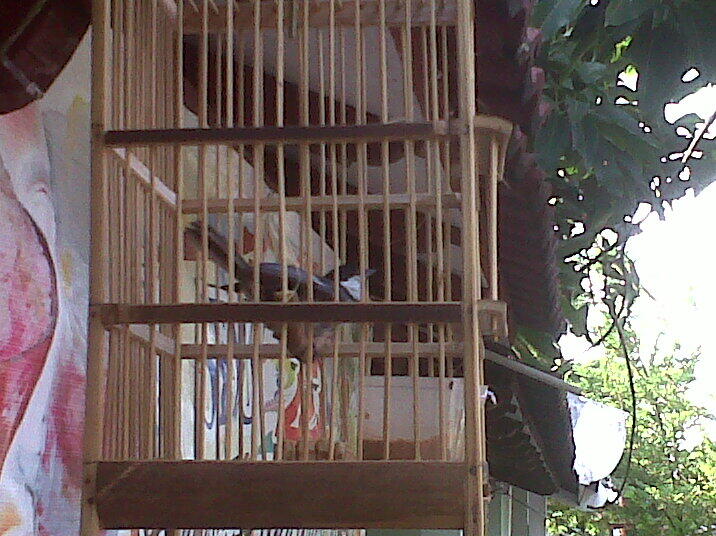 BURUNG BORONGAN SEMARANG