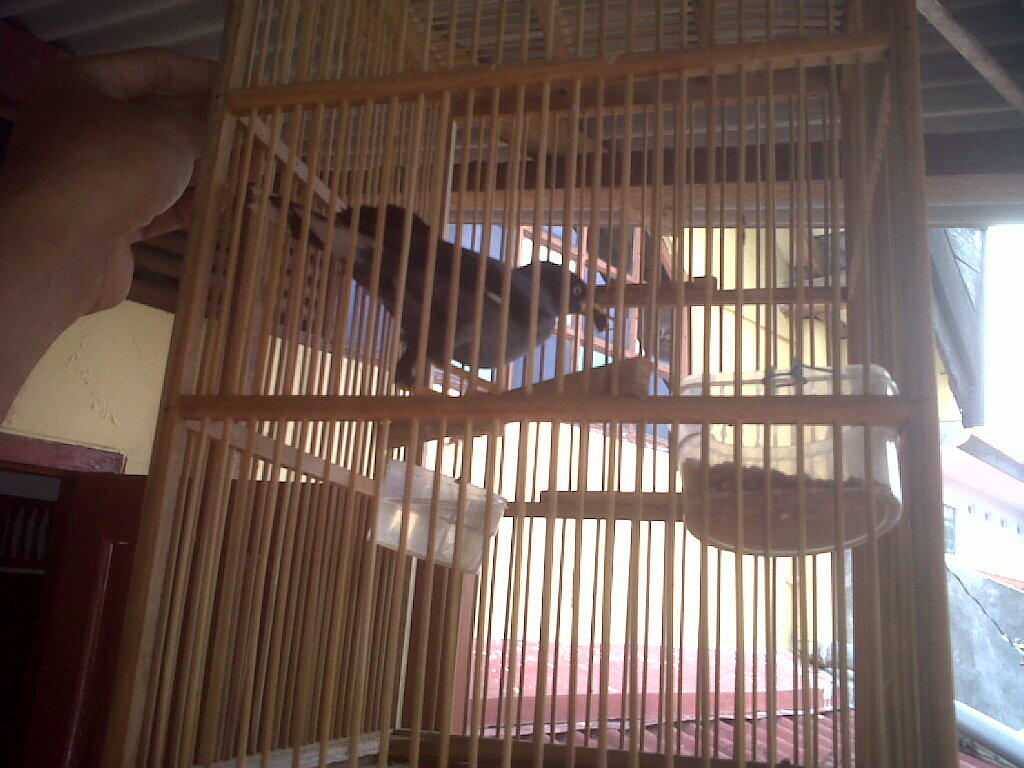 BURUNG BORONGAN SEMARANG