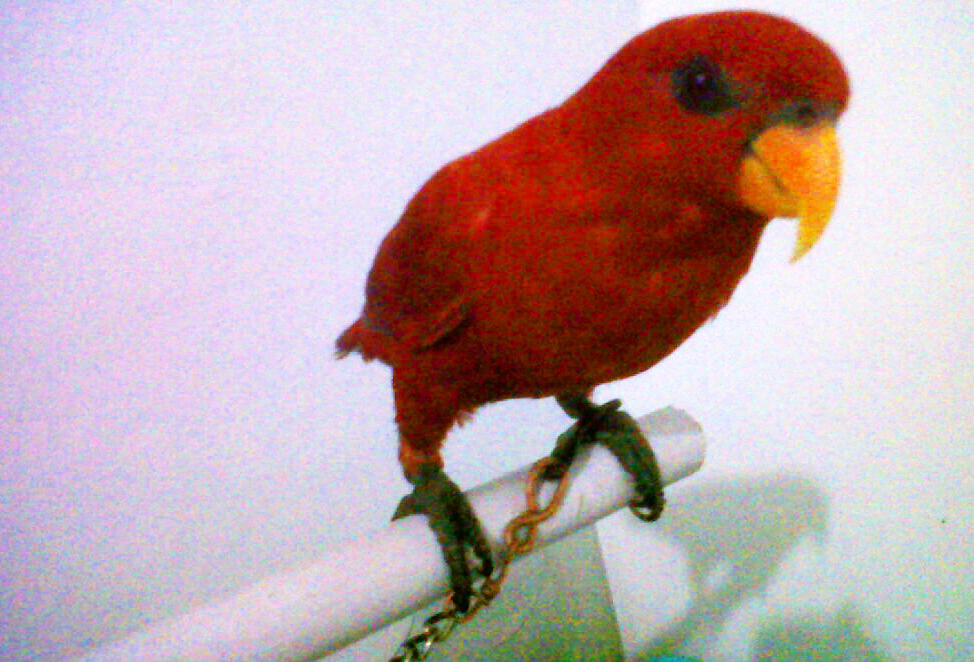 Nuri color scarlet (red) semarang