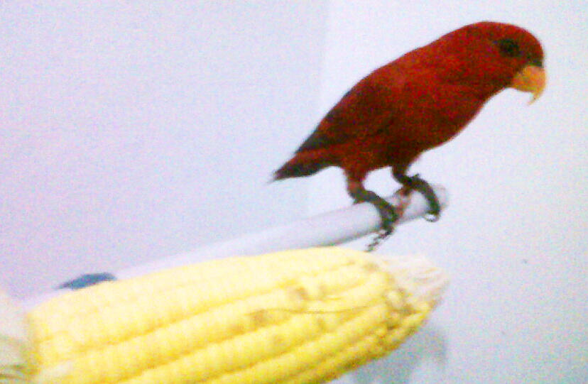 Nuri color scarlet (red) semarang