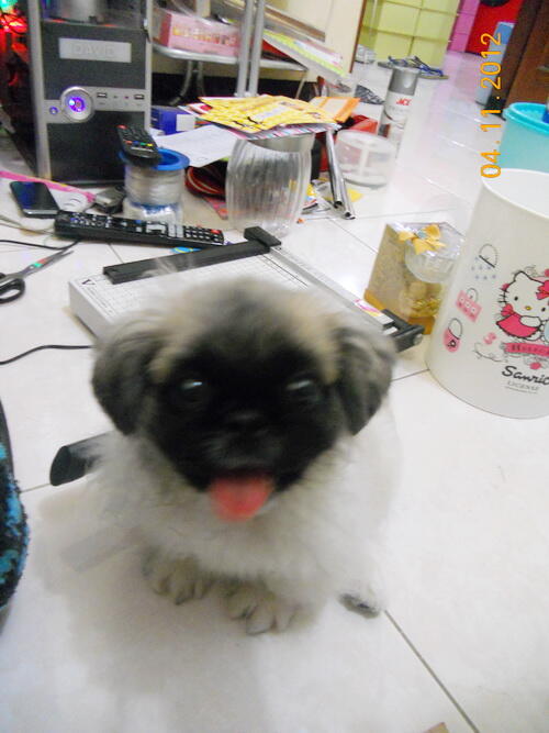 penggemar anjing pekingese...