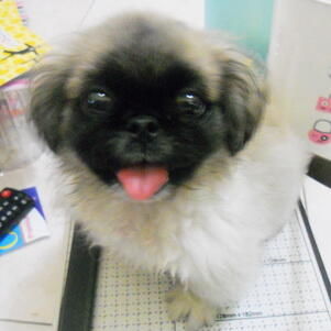 penggemar anjing pekingese...