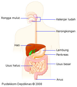 Inilah 13 Manfaat Luarbiasa Mentimun