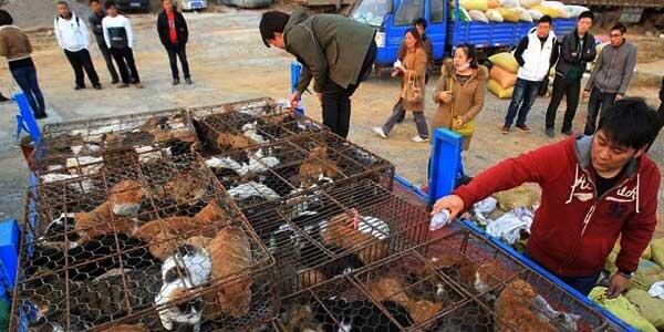 Ratusan Kucing Siap Jadi Sup di China