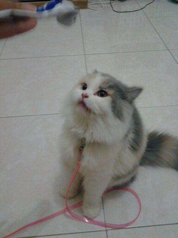 Kucing Persia Mata Belang atau Odd eye