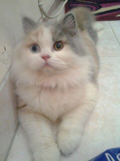 Kucing Kucing Anggora Abu Abu Mata Biru