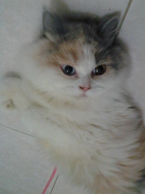 Kucing Persia Mata Belang atau Odd eye