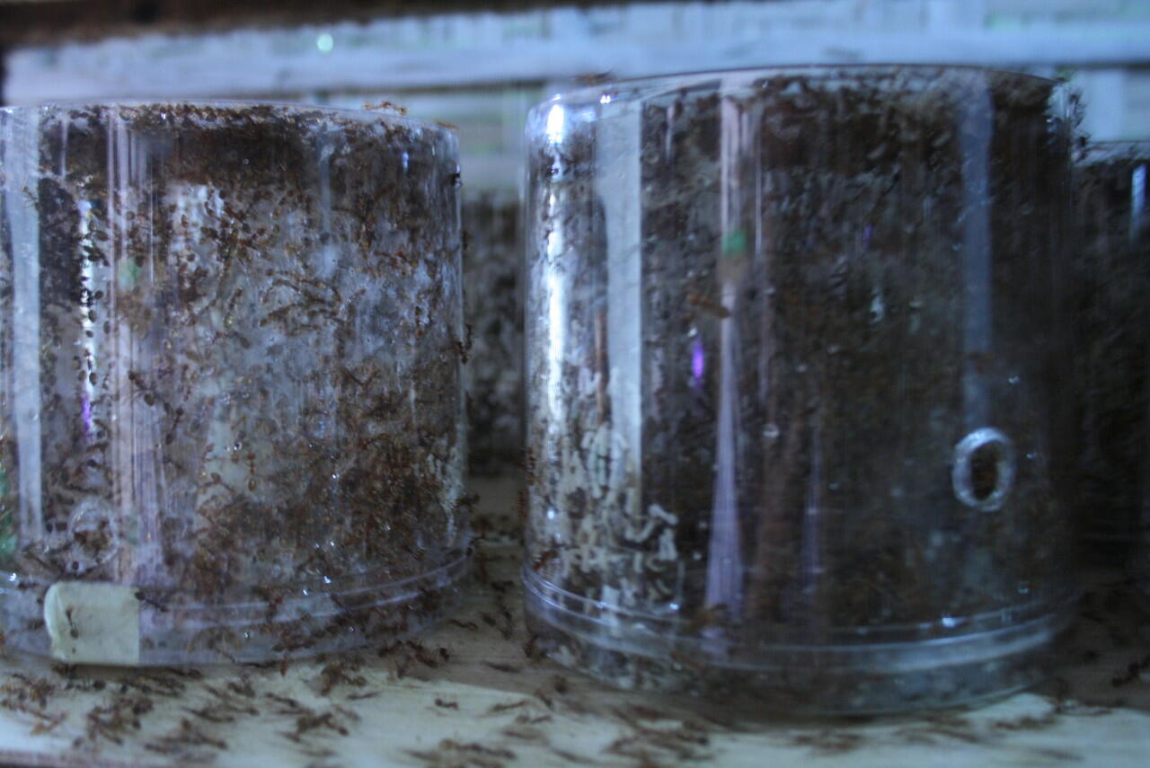 Jual Kroto dan Bibit Semut Merah/Semut Rangrang