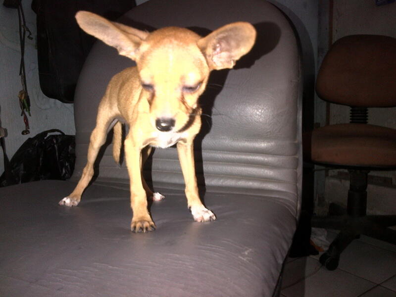 Terjual ANJING MINI PINSCHER (KANCIL) | KASKUS