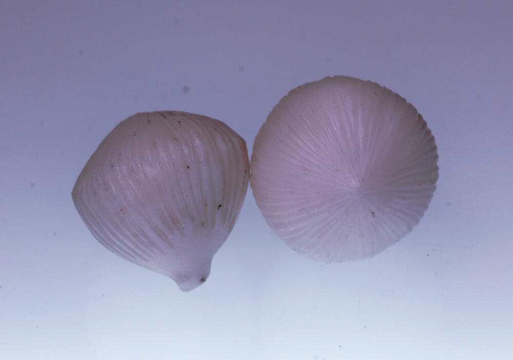 MUSTIKA KELAPA