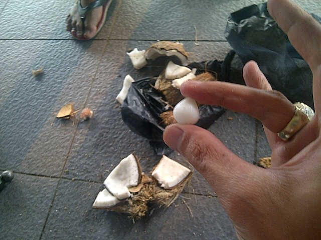 MUSTIKA KELAPA