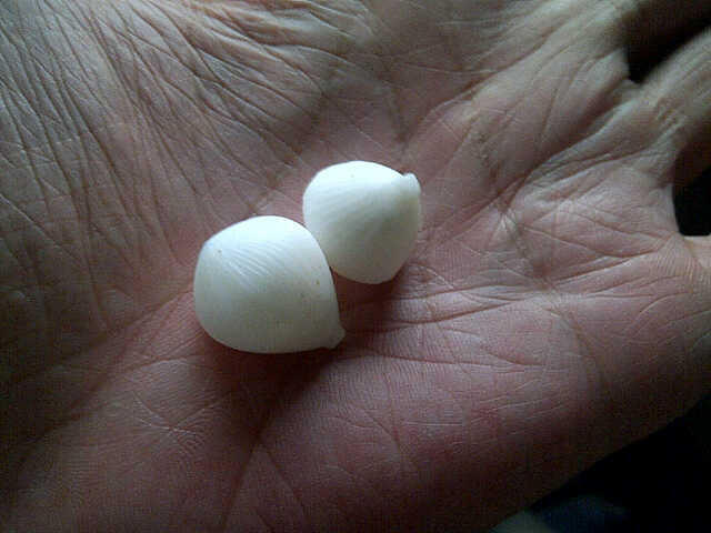MUSTIKA KELAPA