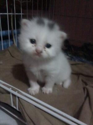 obral murah kitten persia