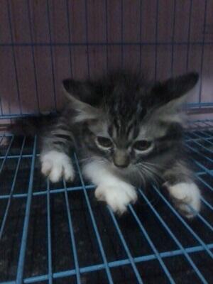 obral murah kitten persia