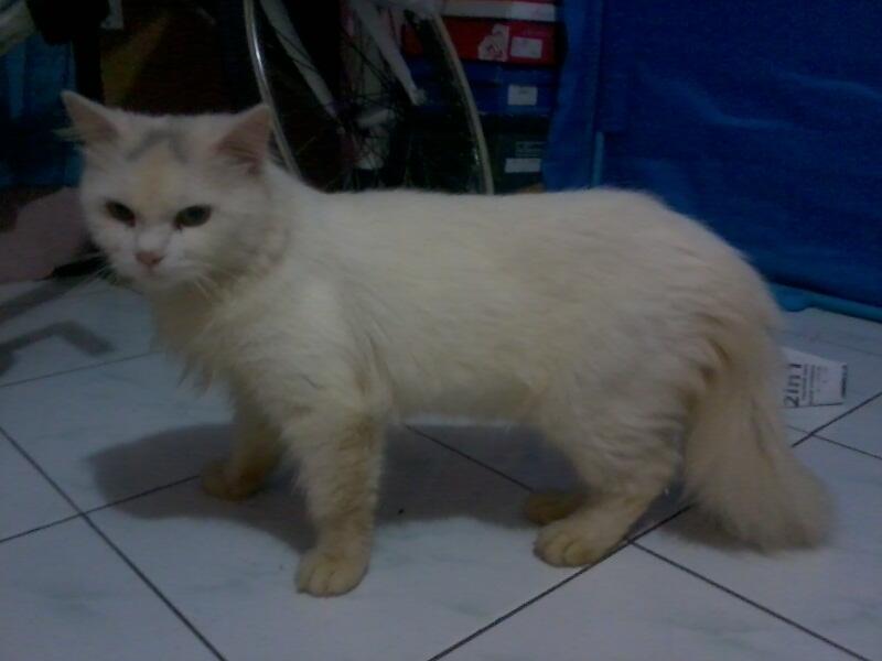 obral murah kitten persia