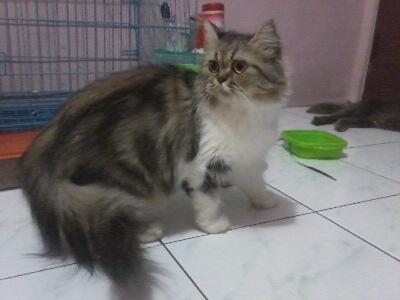 obral murah kitten persia